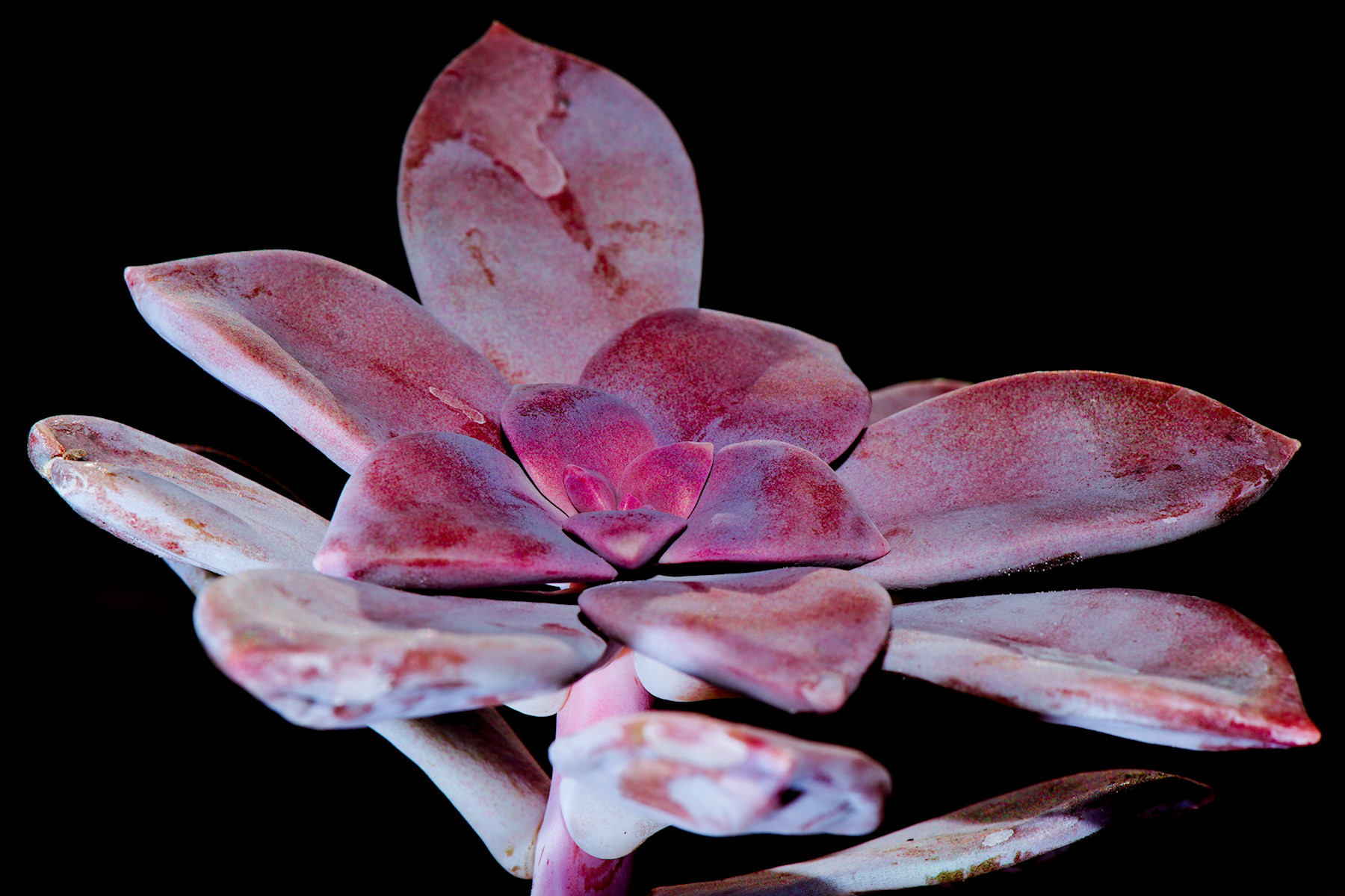Gallery - Low-key (Piante grasse) - Echeveria purple pearl